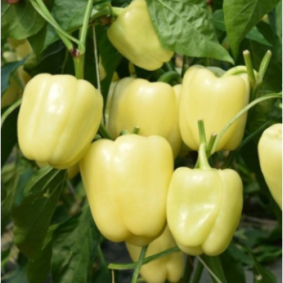 CRX 64011 F1 - насіння солодкого перцю, 1000 нас., Cora Seeds